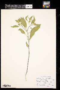 Physalis virginiana image