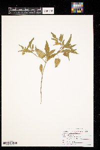 Physalis virginiana image