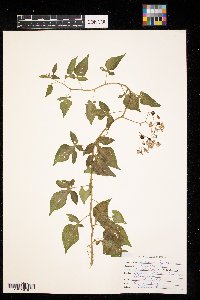 Solanum dulcamara image