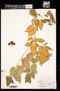Solanum dulcamara image