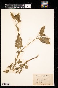 Solanum nigrum image