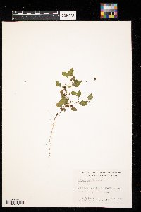 Solanum nigrum image