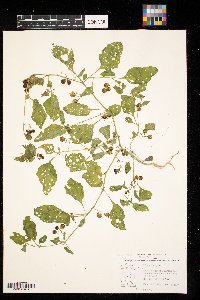 Solanum nigrum image
