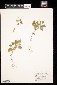 Solanum nigrum image