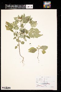Solanum nigrum image