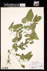 Solanum nigrum image