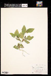Solanum nigrum image