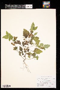 Solanum nigrum image