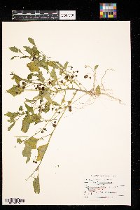 Solanum nigrum image