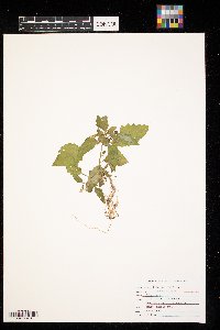 Solanum nigrum image