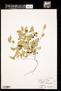 Solanum nigrum image