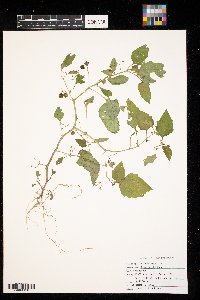 Solanum nigrum image