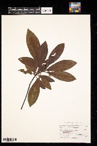 Image Associated With the Occurrence