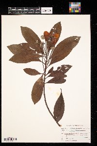 Image Associated With the Occurrence