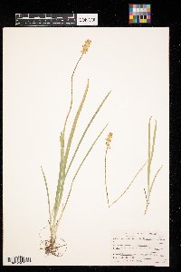 Triantha glutinosa image