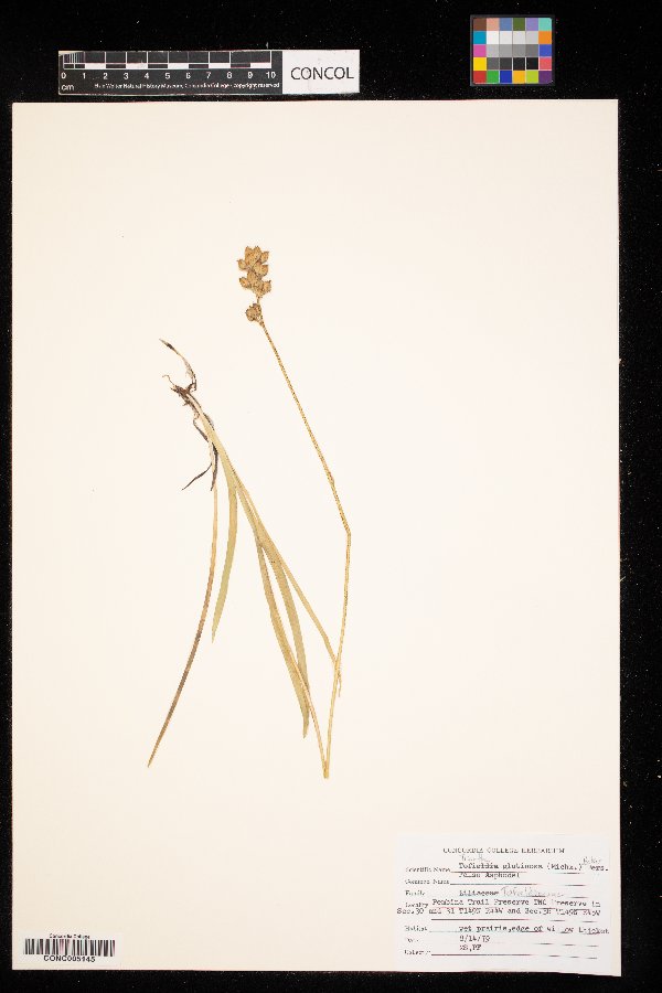 Triantha glutinosa image