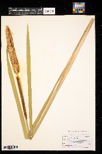 Typha angustifolia image
