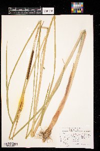 Typha angustifolia image