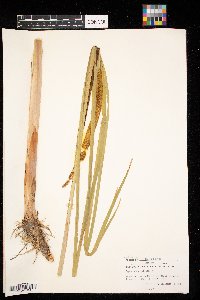 Typha angustifolia image