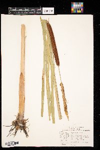 Typha angustifolia image