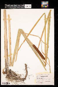 Typha angustifolia image