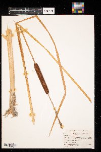 Typha angustifolia image