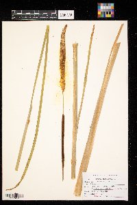 Typha angustifolia image