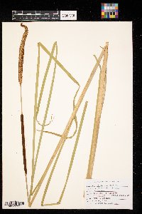 Typha angustifolia image