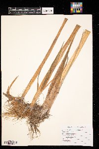 Typha angustifolia image