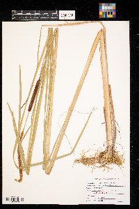 Typha angustifolia image