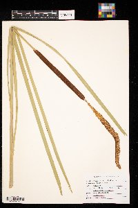 Typha angustifolia image