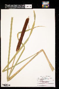 Typha angustifolia image