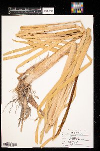 Typha angustifolia image