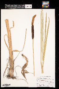 Typha angustifolia image