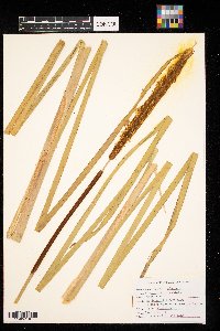 Typha x glauca image