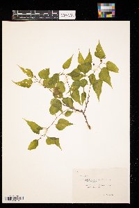 Celtis occidentalis image