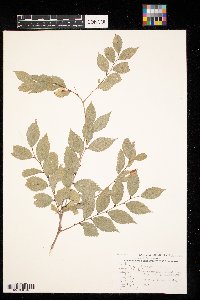 Ulmus pumila image