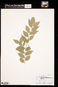 Ulmus pumila image