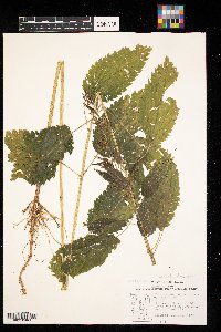 Urtica dioica image