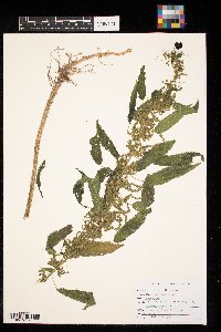 Urtica dioica image