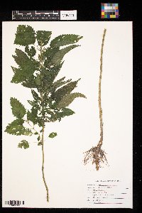 Urtica dioica image