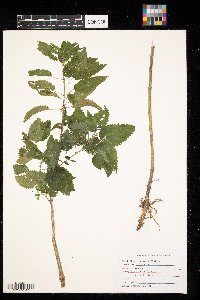 Urtica dioica image