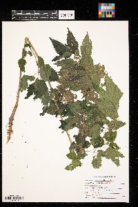 Urtica dioica image