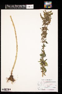 Urtica dioica image