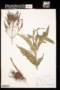 Verbena hastata image