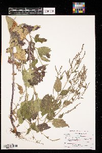 Verbena urticifolia image