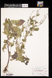 Verbena urticifolia image