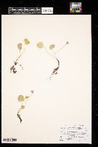 Viola minuscula image