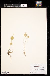 Viola minuscula image