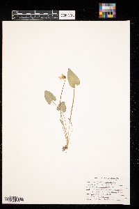 Viola novae-angliae image
